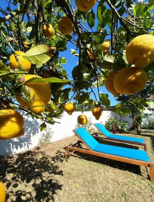 Terra Da Lagoa - Villa Near The Beach & LagoonNadadouro エクステリア 写真